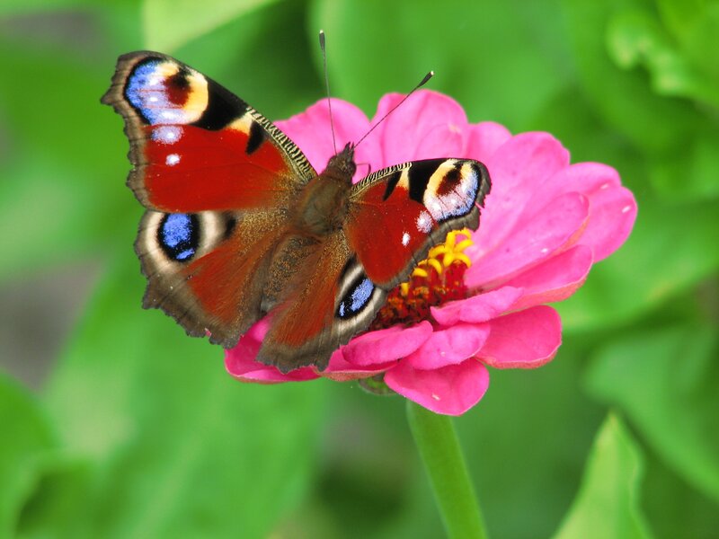 peacock butterfly on pink flower