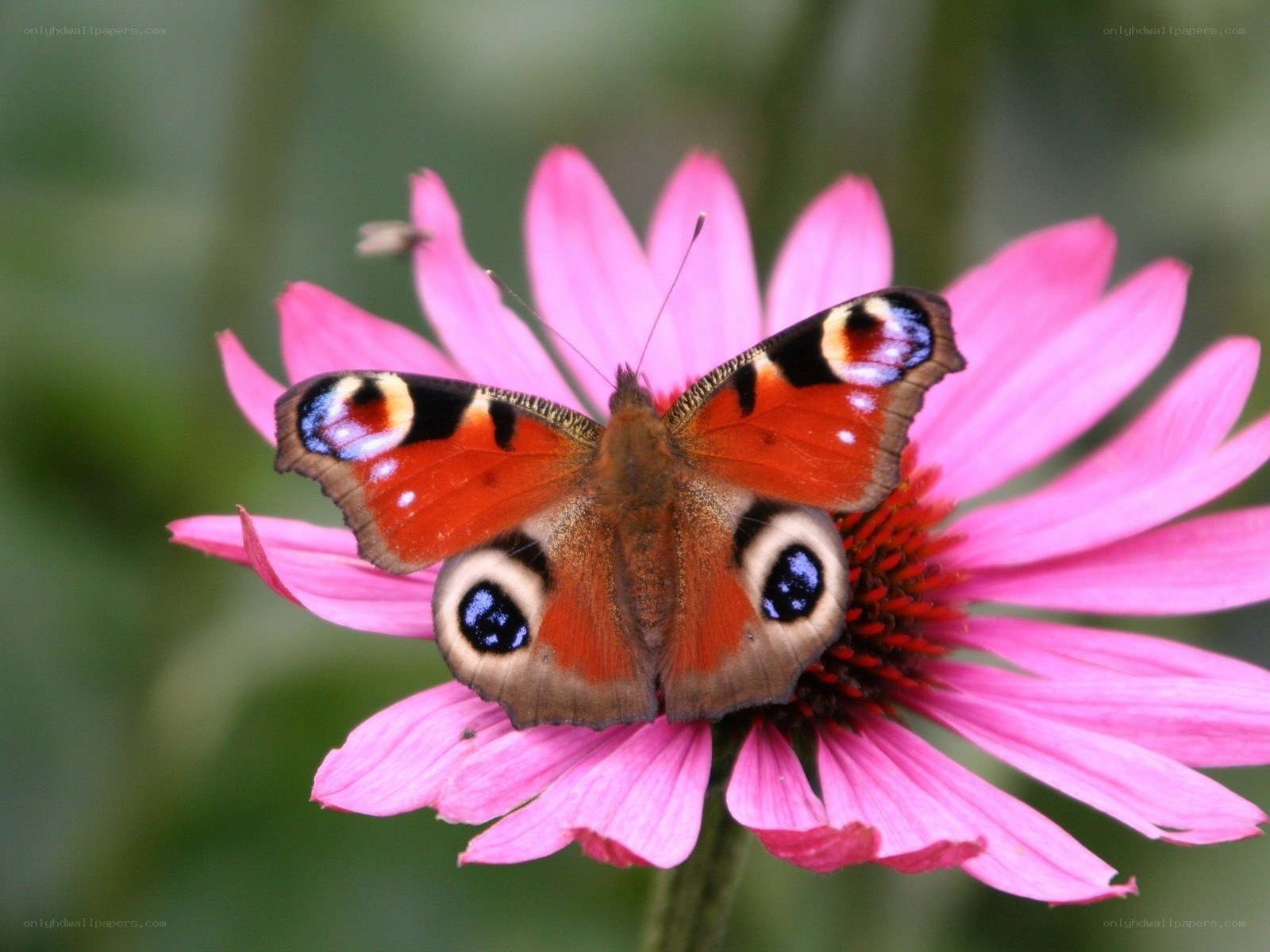 peacock butterfly on pink flower