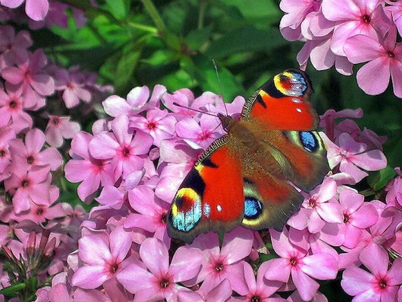 Peacock butterfly on pink flowers