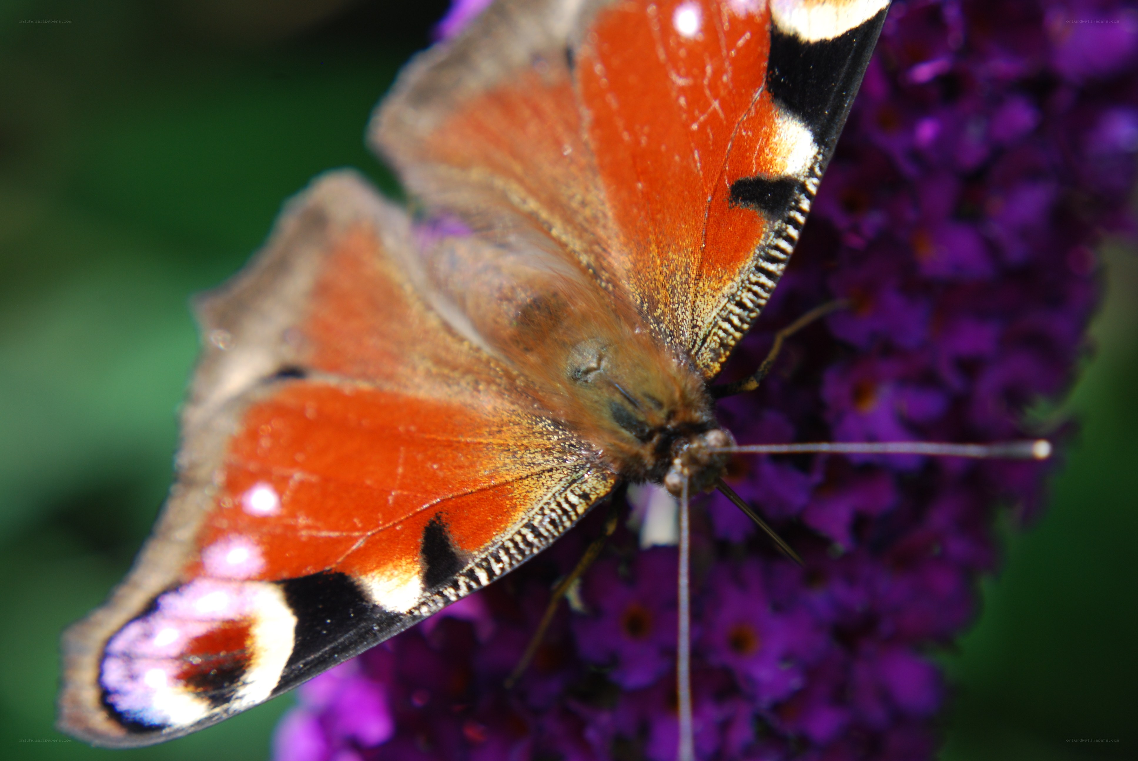 peacock butterfly on purple flower