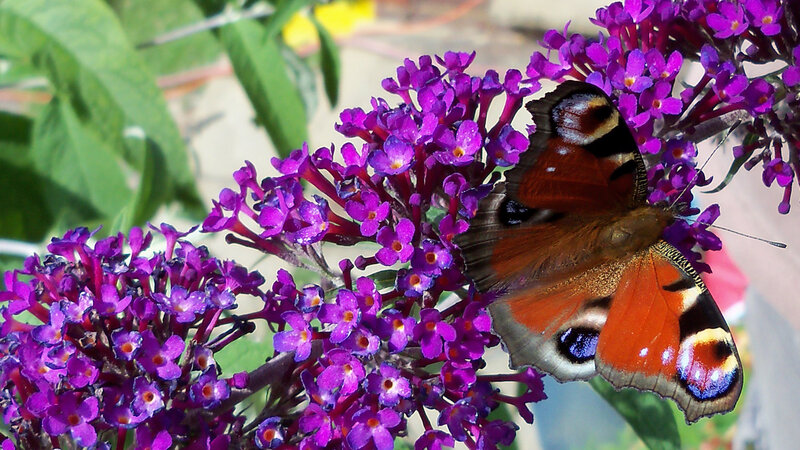 Peacock butterfly on purple flowers