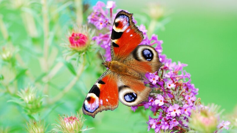 peacock butterfly on purple flowers