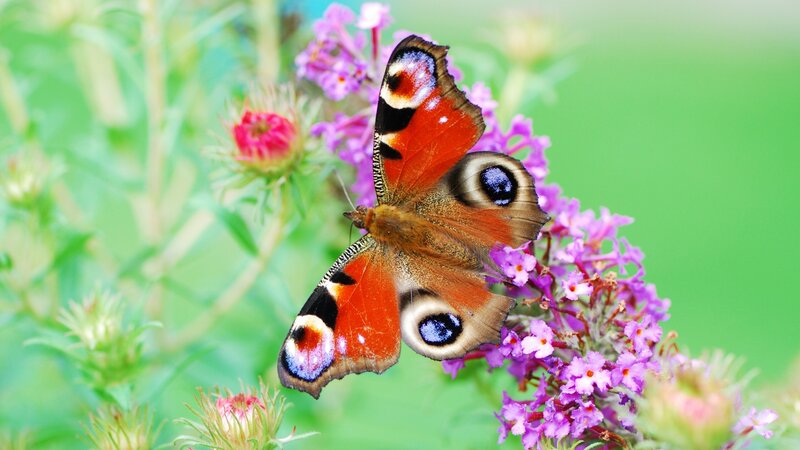 Peacock butterfly on purple flowers