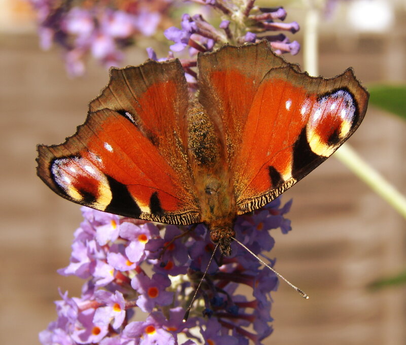 peacock butterfly on purple flowers