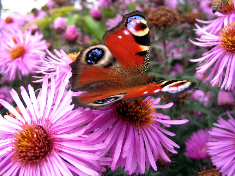 Peacock butterfly on purple flowers