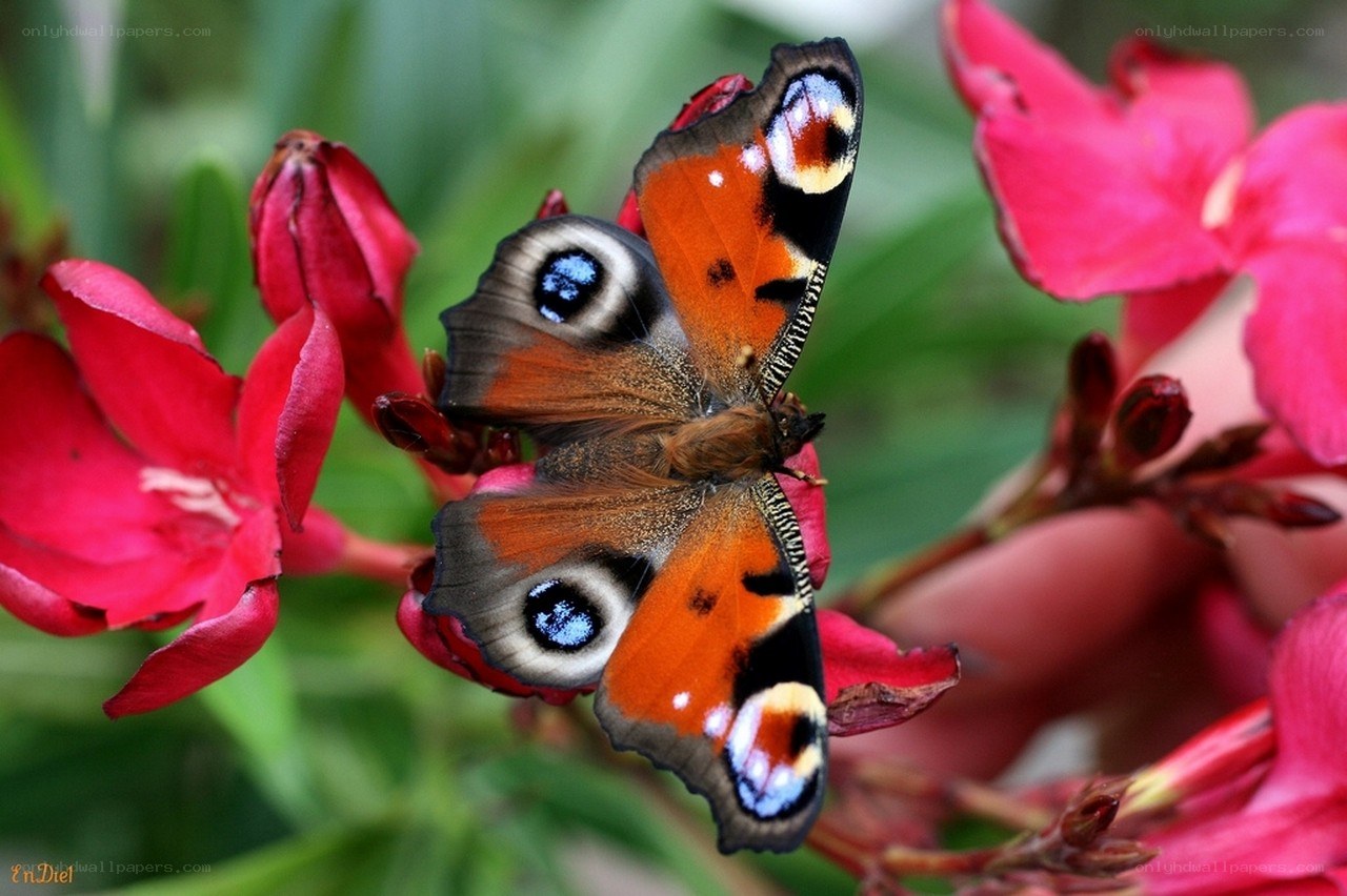 Peacock butterfly on red flower