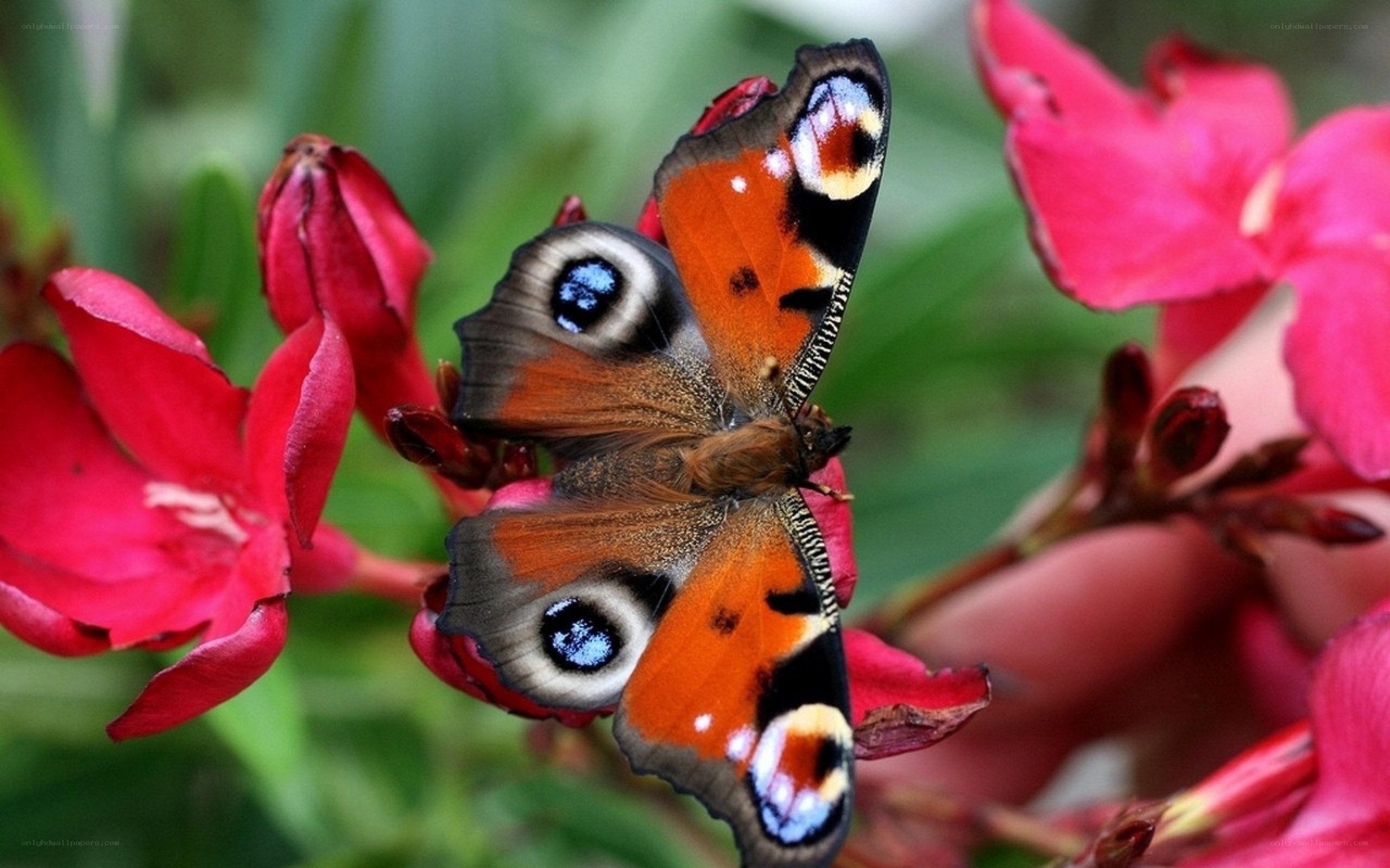 Peacock butterfly on red flowers