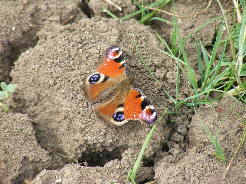 Peacock butterfly on soil
