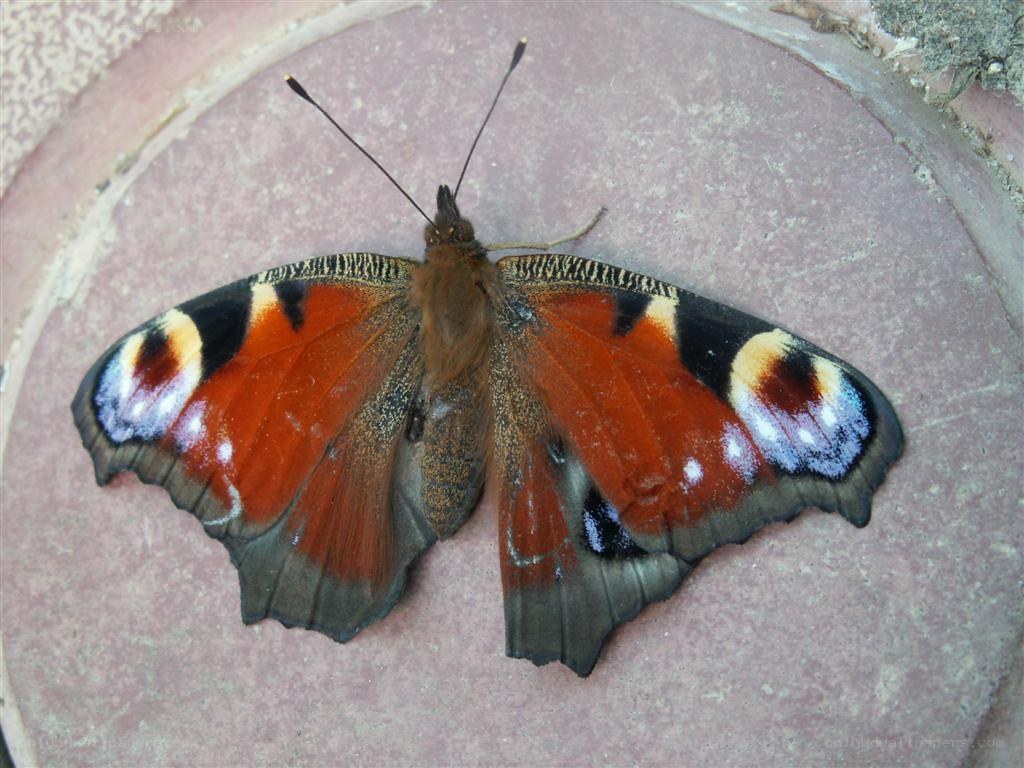 peacock butterfly on stone