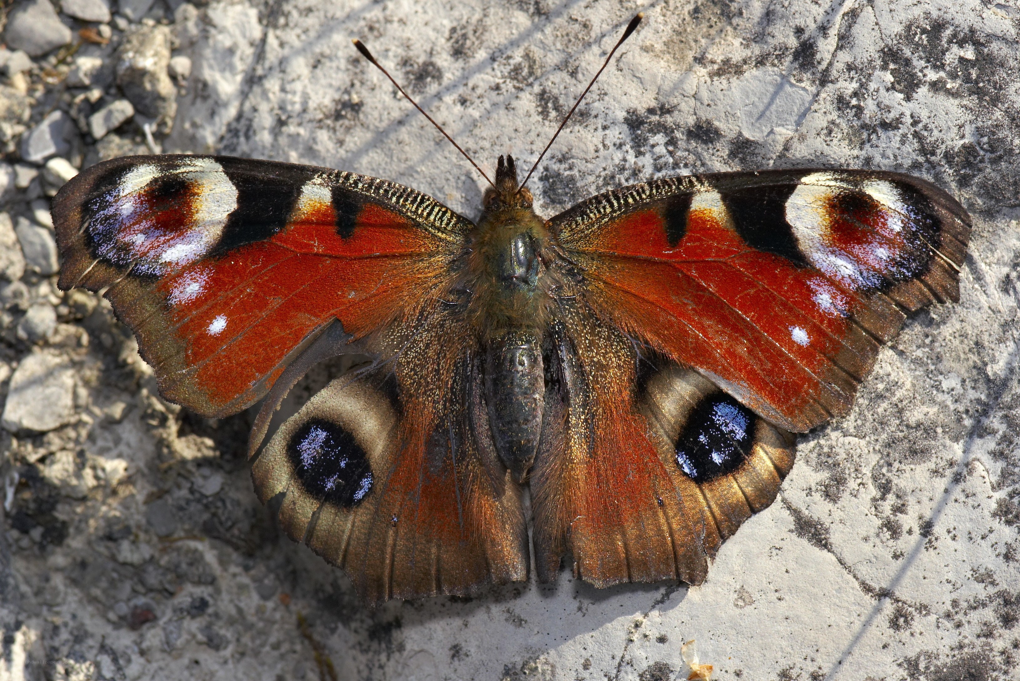 Peacock butterfly on stone