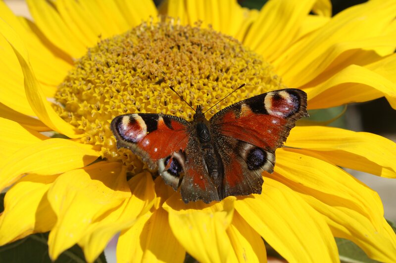 peacock butterfly on sunflower