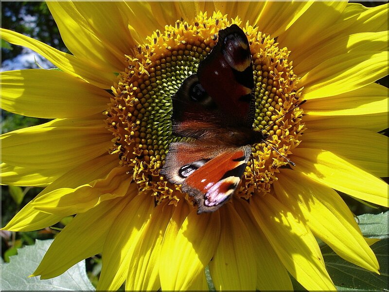Peacock Butterfly on Sunflower — Yellow, Calm
