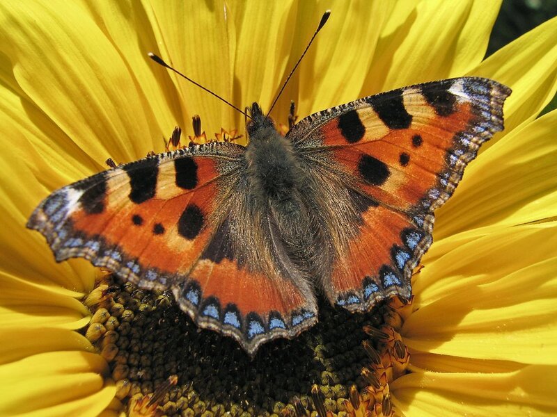 Peacock Butterfly on Sunflower — Yellow