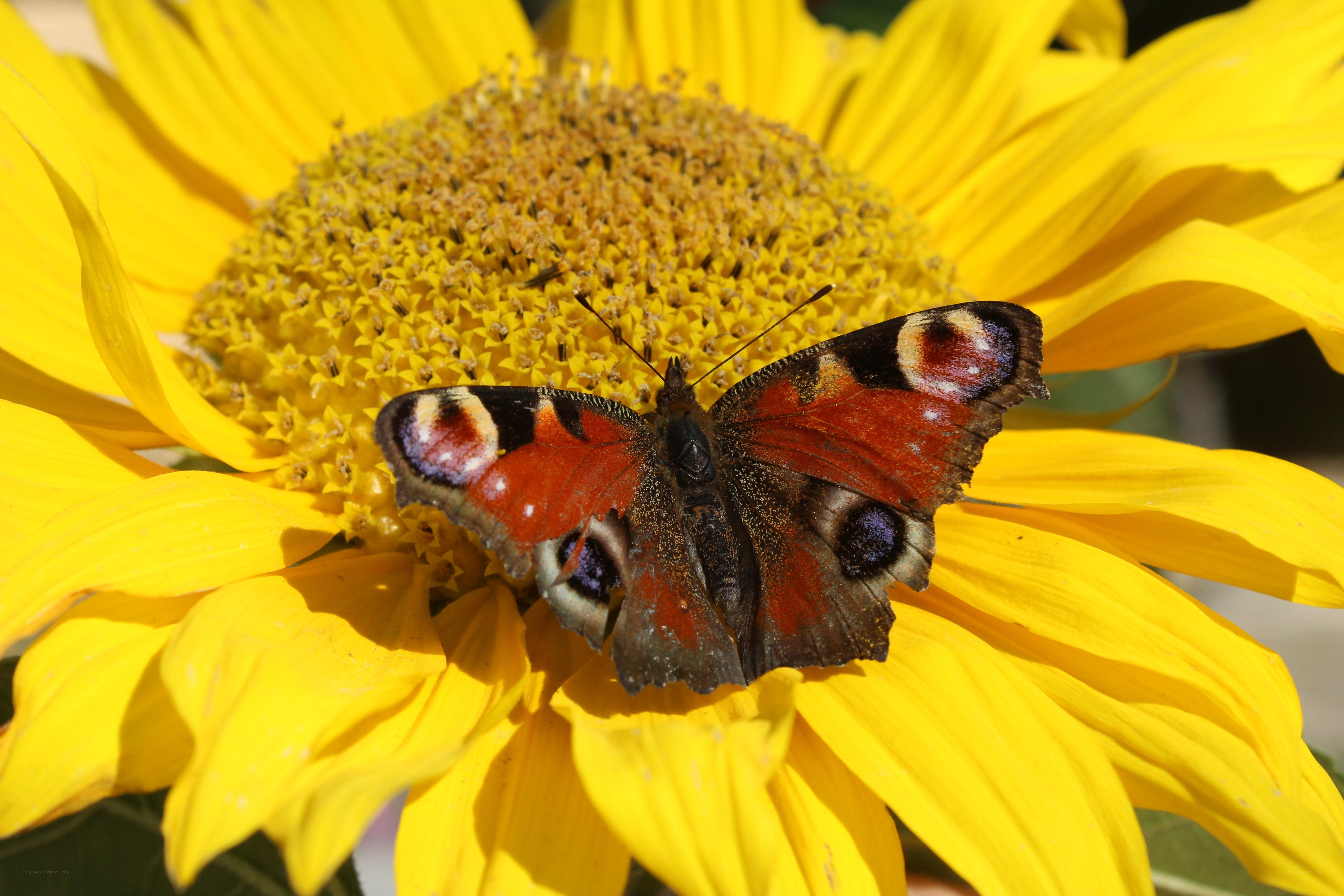 peacock butterfly on sunflower