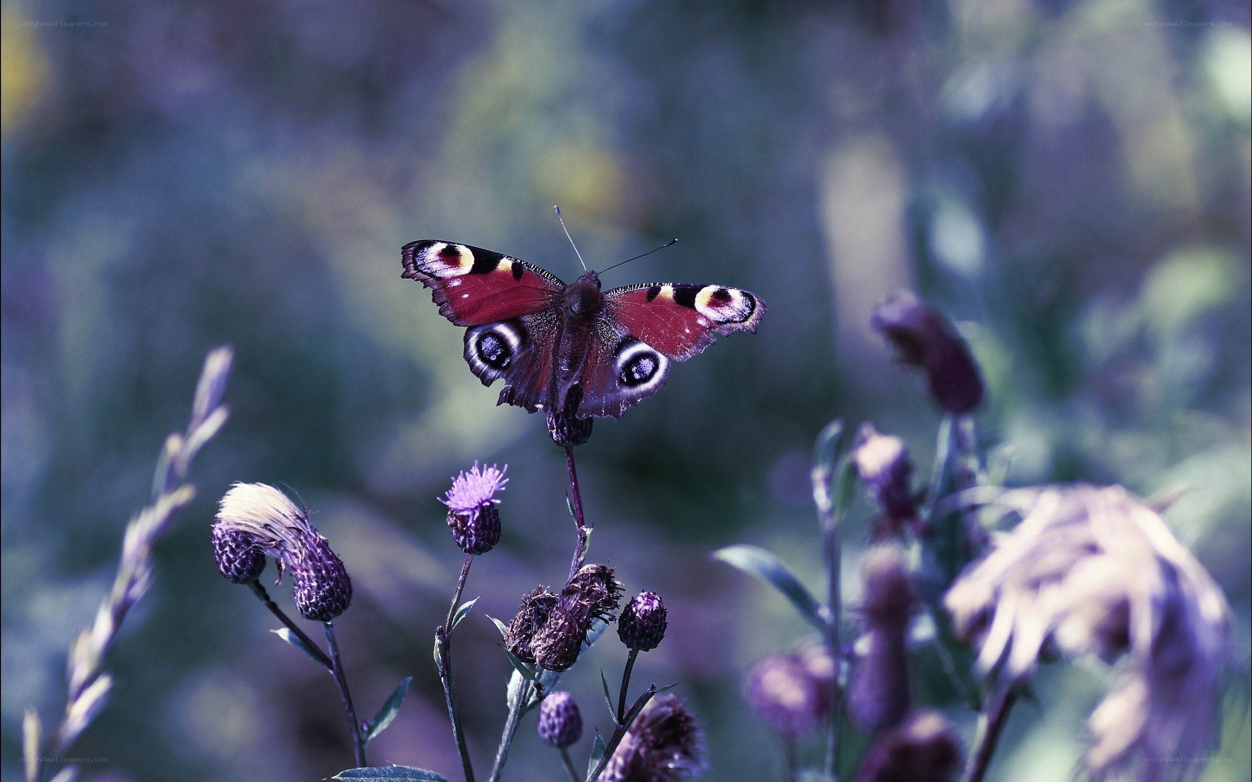 Peacock butterfly on thistle