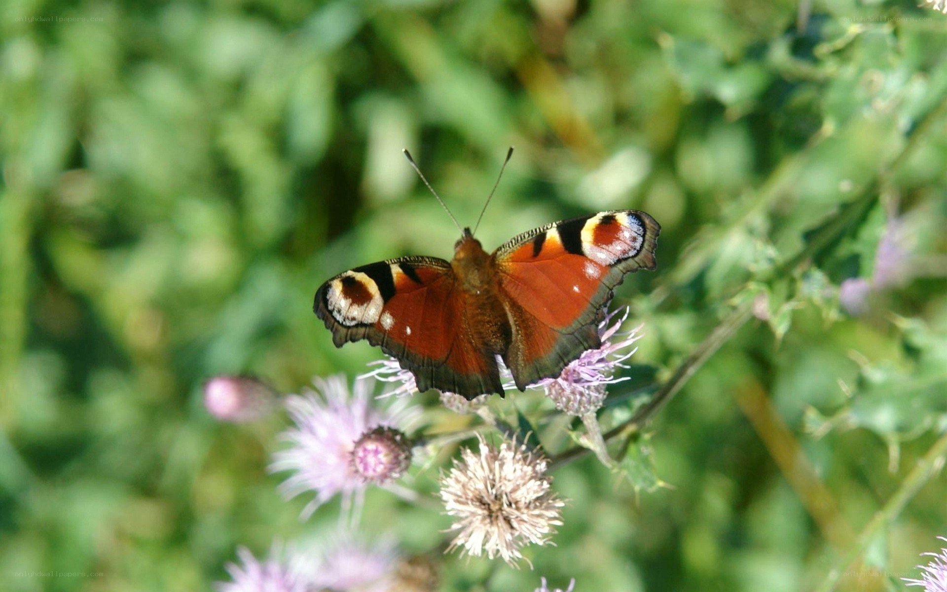 Peacock butterfly on thistle