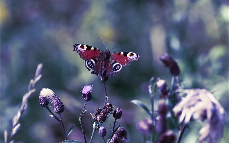 Peacock Butterfly on Thistle — Purple