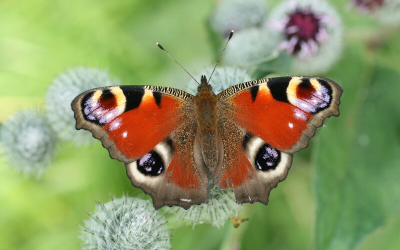 Peacock Butterfly on Thistle — Red