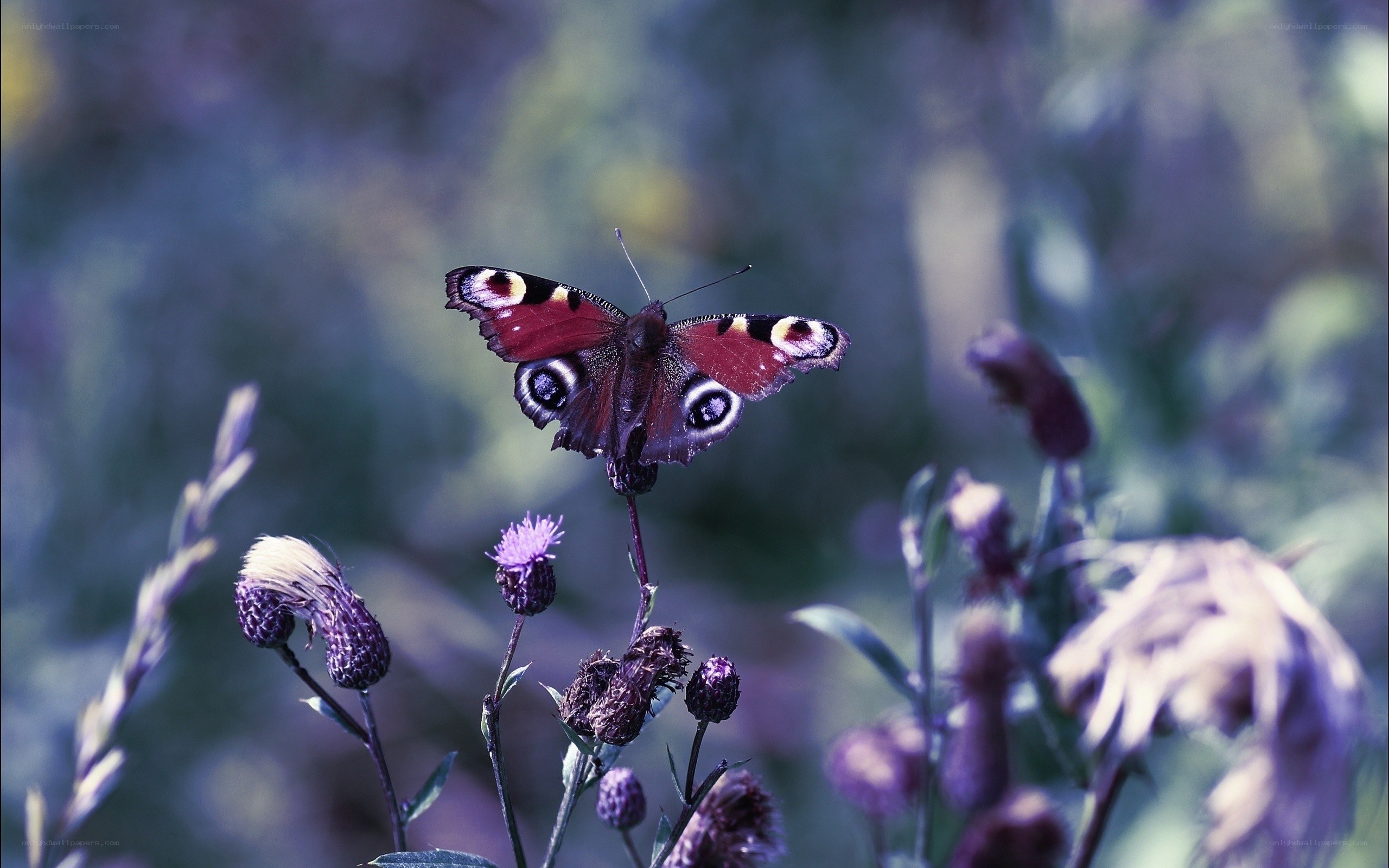 Peacock butterfly on thistle