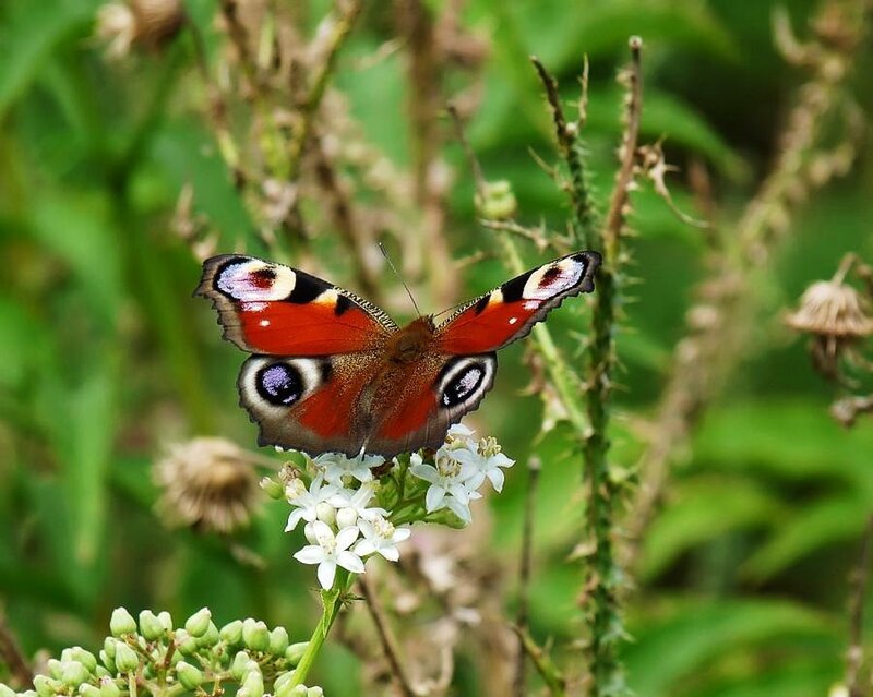 Peacock butterfly on white flowers