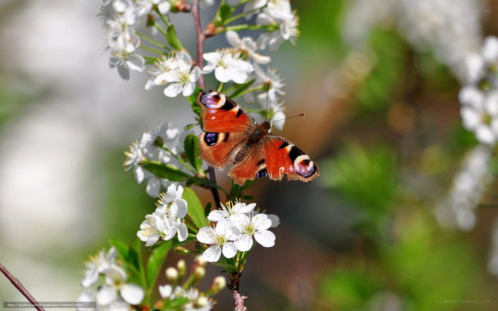 Peacock butterfly on white flowers