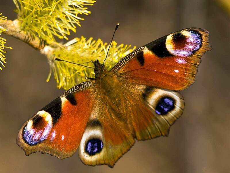 peacock butterfly on willow catkins