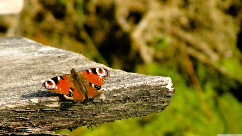 Peacock Butterfly on Wood — Orange
