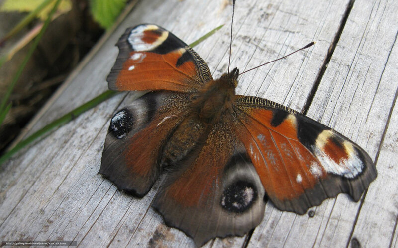 peacock butterfly on wood