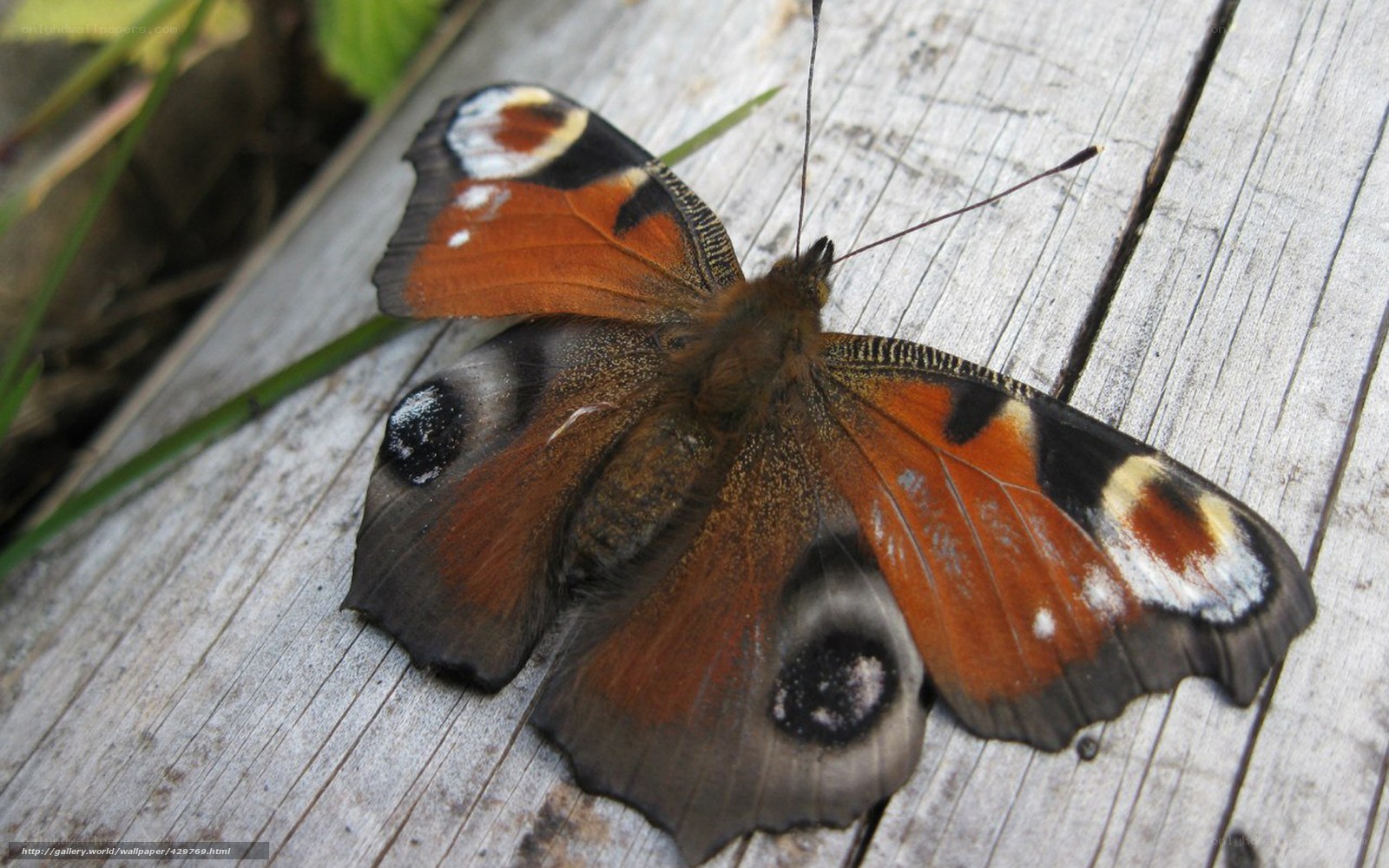 peacock butterfly on wood