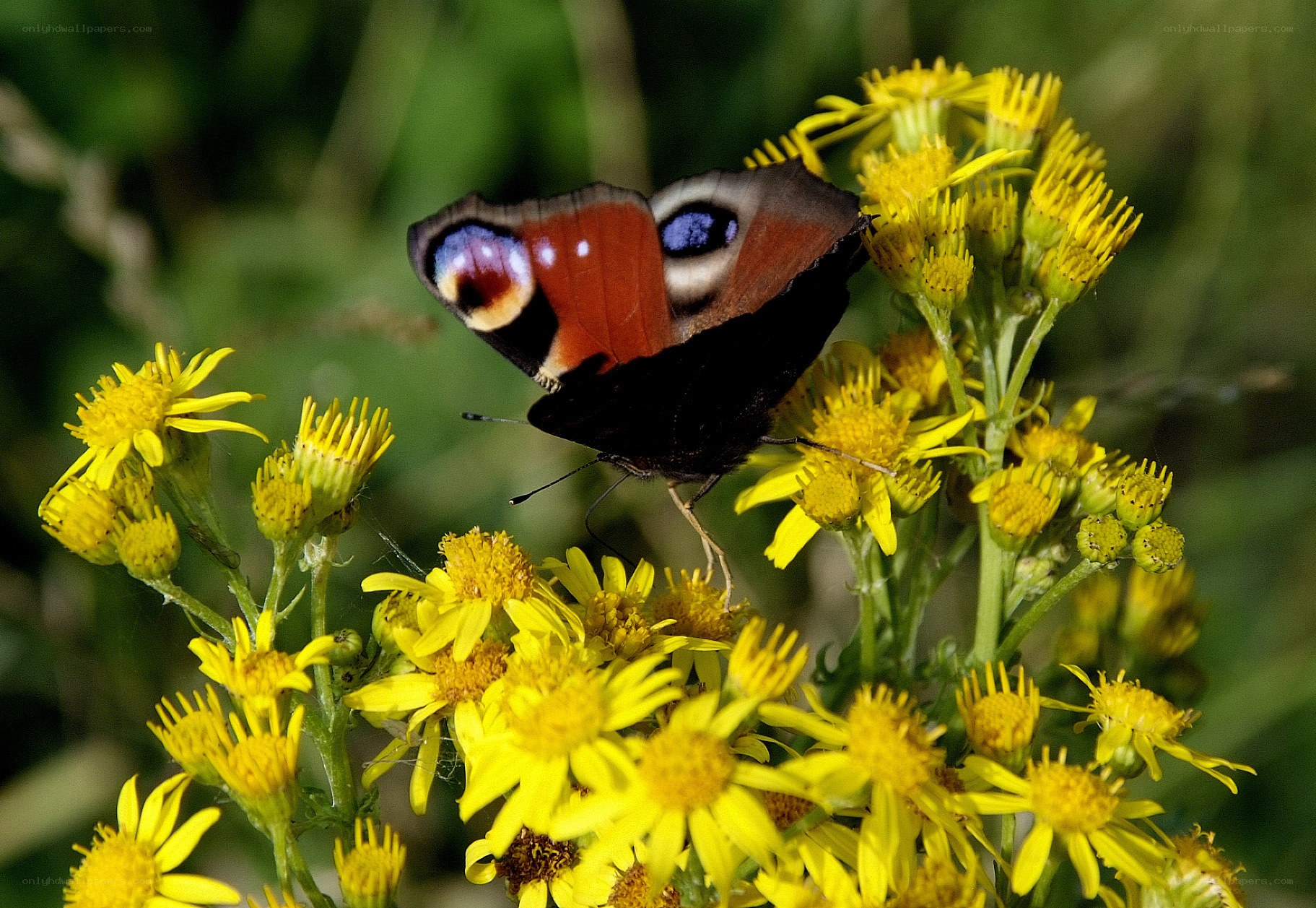 Peacock butterfly on yellow flowers
