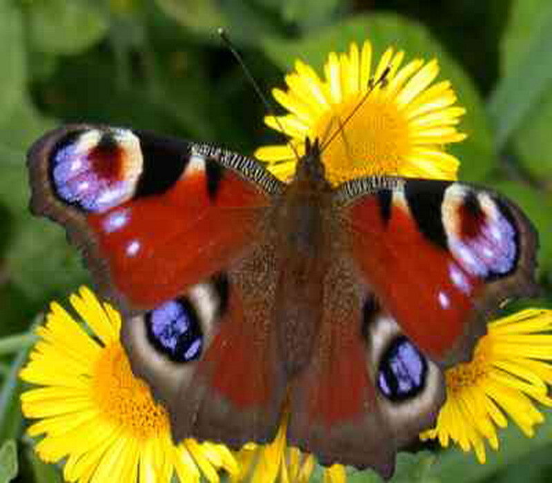Peacock butterfly on yellow flowers
