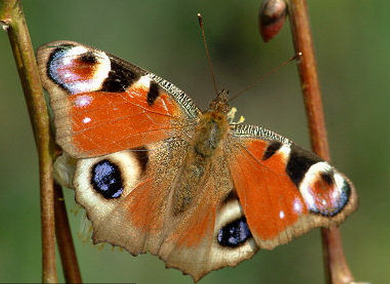 Peacock Butterfly — Orange, Calm, Photograph