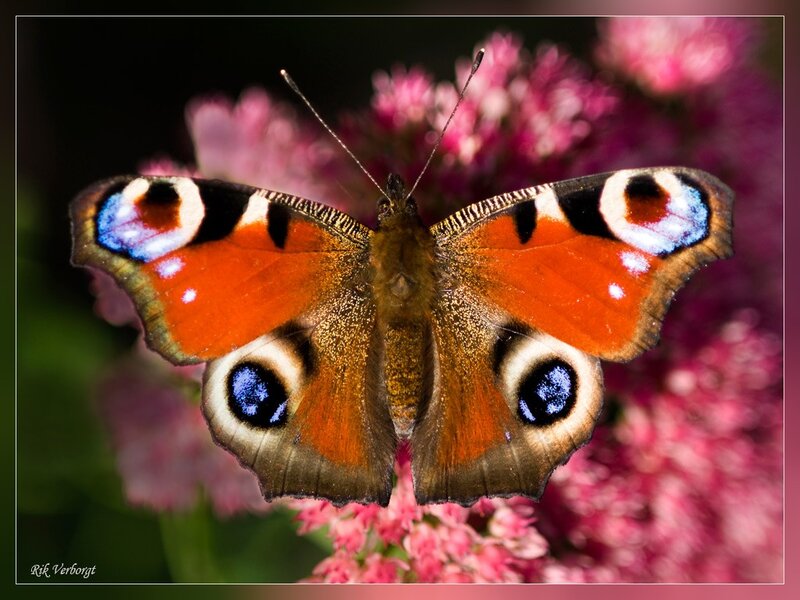 Peacock Butterfly — Orange, Calm, Summer