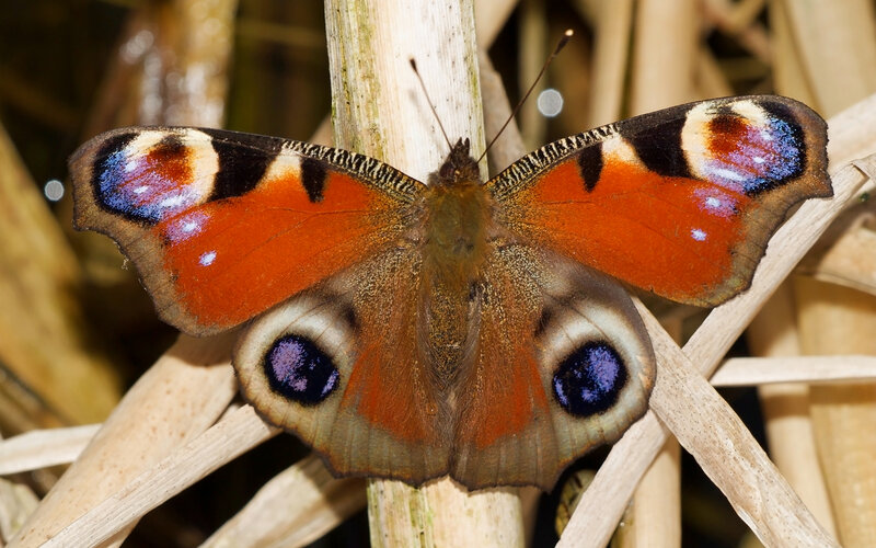 Peacock Butterfly — Orange, Calm