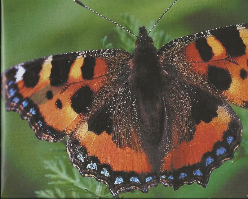 Peacock Butterfly — Orange, Natural, Photograph