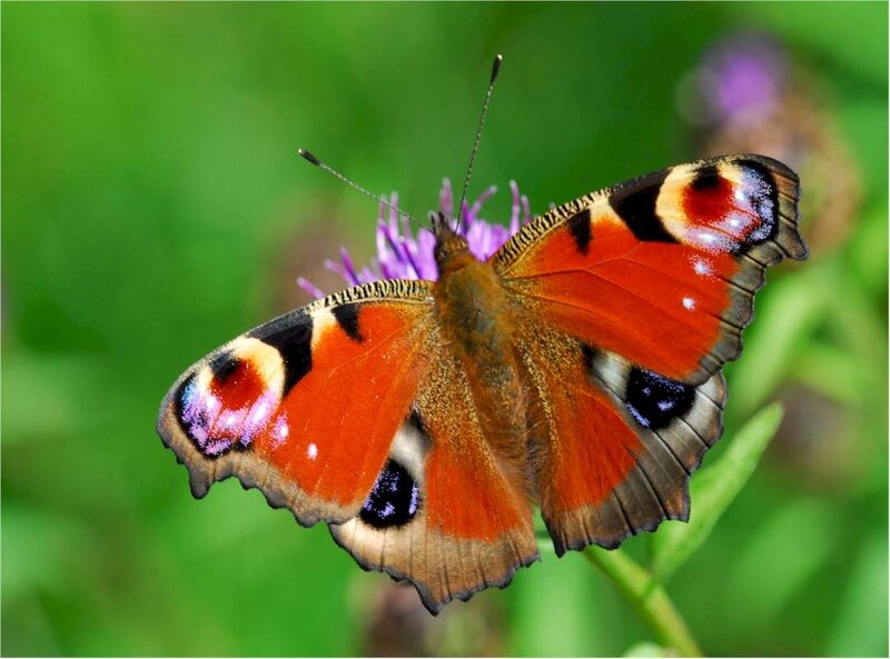 Peacock Butterfly — Orange, Natural, Summer