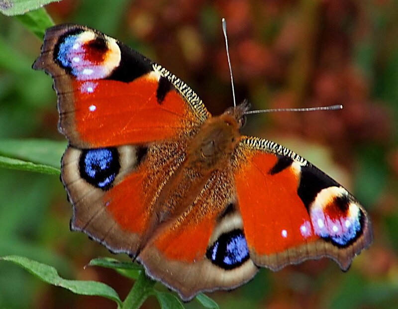 Peacock Butterfly — Orange
