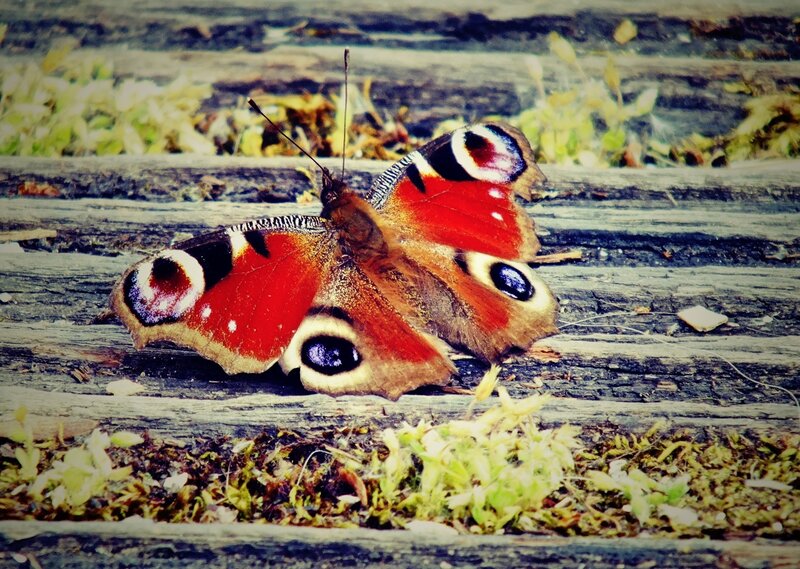 Peacock Butterfly — Red, Calm, Autumn