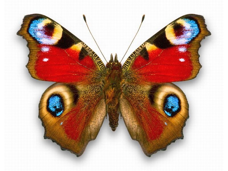 Peacock Butterfly — Red, Calm, Photograph