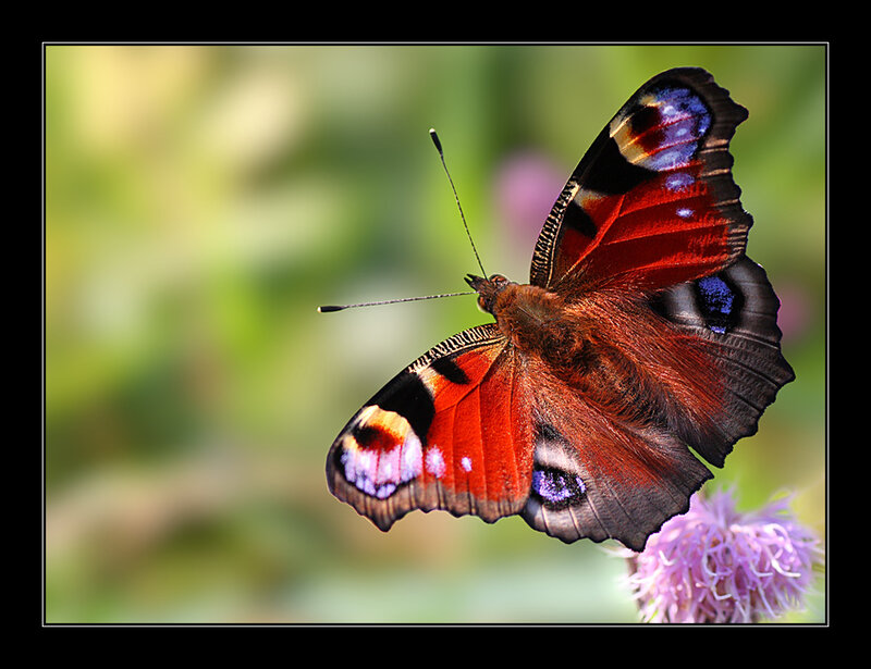 Peacock Butterfly — Red, Calm