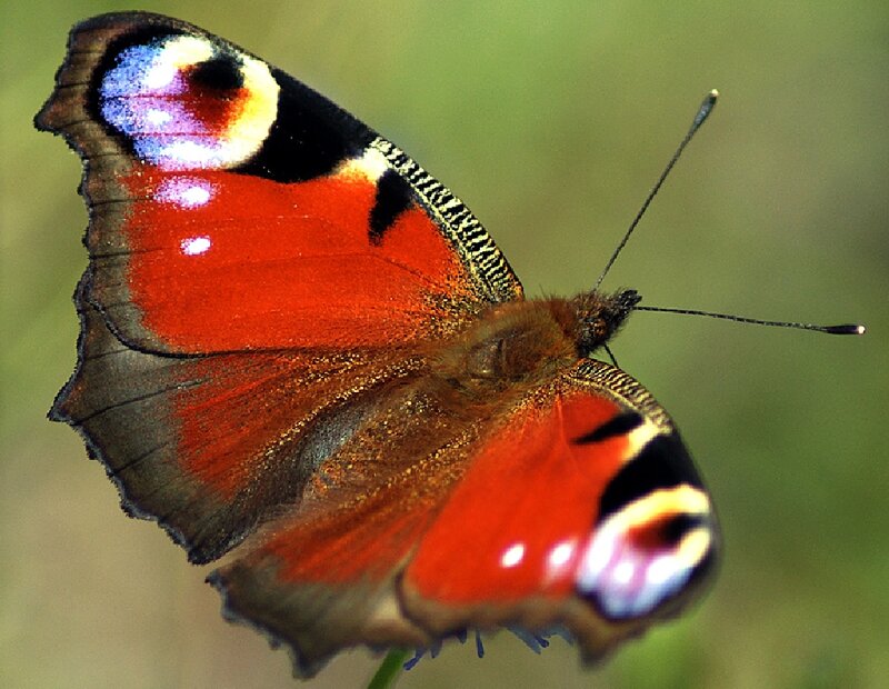 Peacock Butterfly — Red, Natural, Afternoon