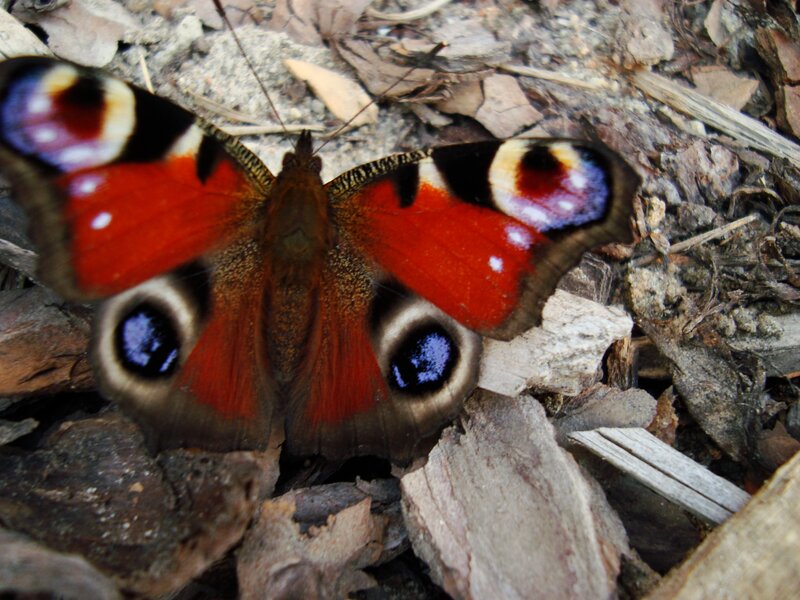 Peacock Butterfly — Red, Natural, Autumn