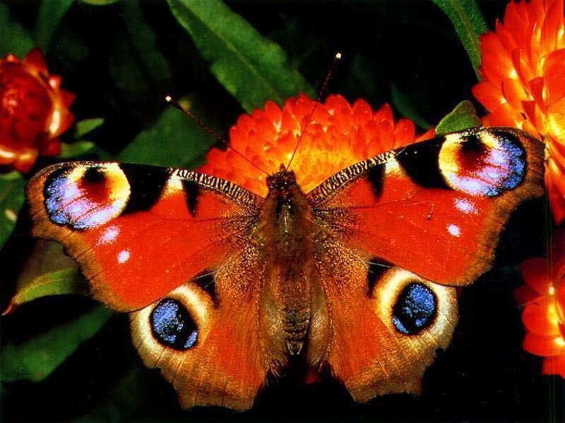 Peacock Butterfly — Red, Natural