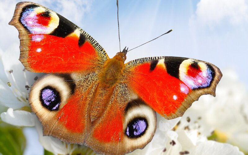 Peacock Butterfly — Red, Serene