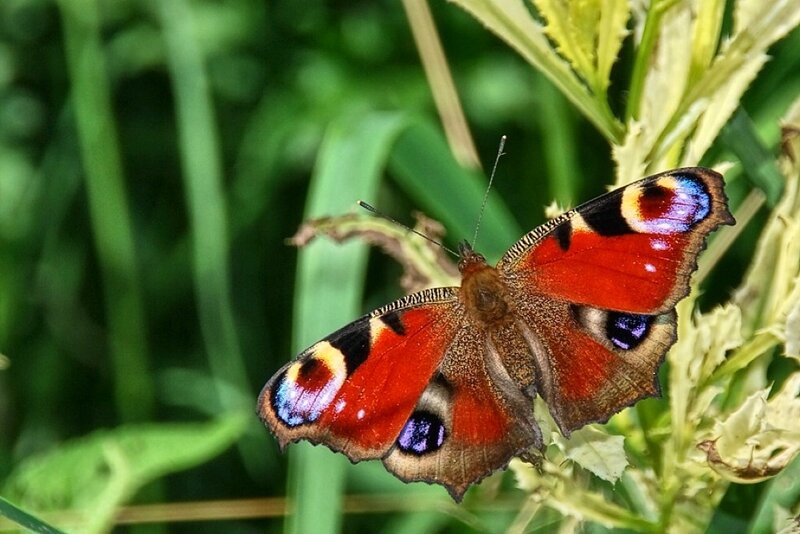 Peacock Butterfly — Red