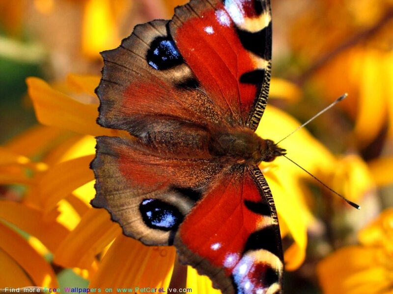 Peacock Butterfly