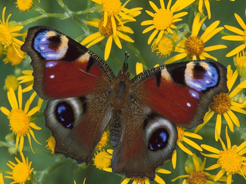Peacock Butterfly — Yellow, Natural