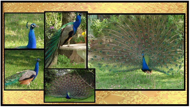 Peacock collage in garden