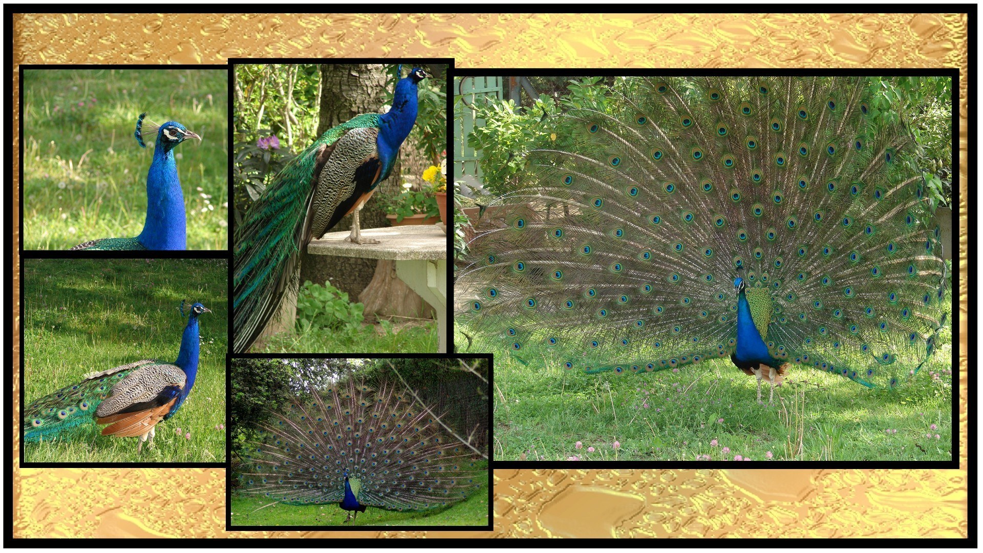 Peacock collage in garden