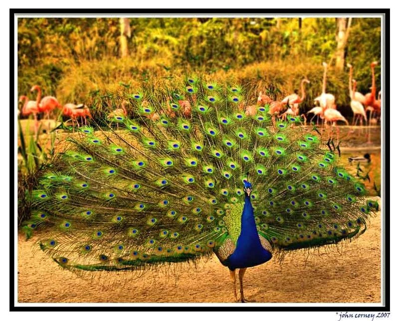 peacock displaying feathers